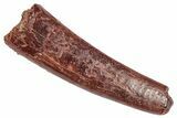Fossil Pterosaur (Siroccopteryx) Tooth - Morocco #332536-1